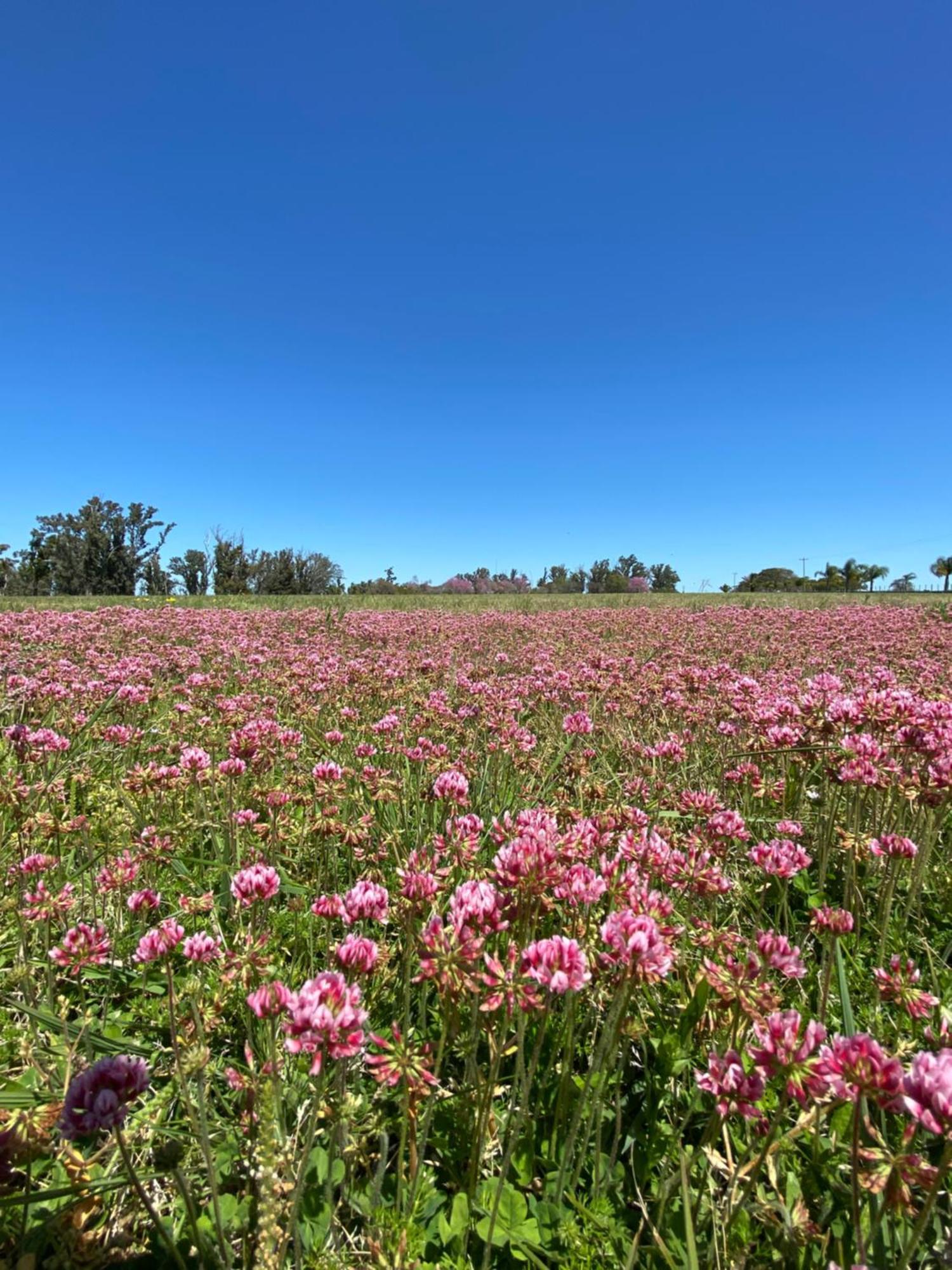 Estancia La Violeta ชาร์คารี ภายนอก รูปภาพ